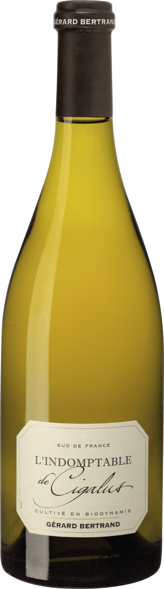 Indomptable de Cigalus Blanc